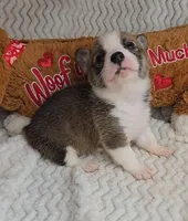 Pepsi's pup, a female Pembroke Welsh Corgi for sale in Linton, IN – Photo 4 of 8