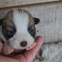 Pepsi's pup/sale pending, a female Pembroke Welsh Corgi for sale in Linton, IN – Photo 7 of 8