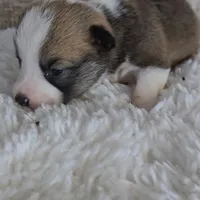 Pepsi's pup/sale pending, a female Pembroke Welsh Corgi for sale in Linton, IN – Photo 6 of 8