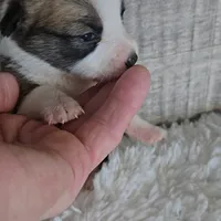 Pepsi's pup/sale pending, a female Pembroke Welsh Corgi for sale in Linton, IN – Photo 8 of 8