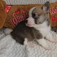 Pepsi's pup/sale pending, a female Pembroke Welsh Corgi for sale in Linton, IN – Photo 3 of 8