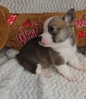 Pepsi's pup, a female Pembroke Welsh Corgi for sale in Linton, IN – Photo 3 of 8
