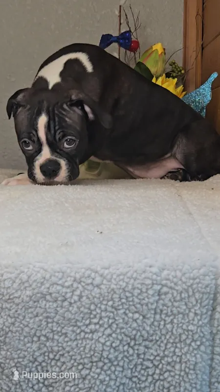 Baxter – Boston Terrier puppy for sale in Linton, IN