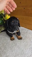Callie's girl # 1, a female Miniature Dachshund for sale in Linton, IN – 5 of 7