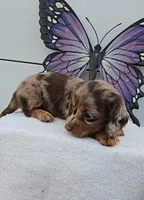 Choc Dapple Boy Long Hair, a male Miniature Dachshund for sale in Linton, IN – Photo 2 of 7