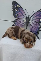 Choc Dapple Boy Long Hair, a male Miniature Dachshund for sale in Linton, IN – Photo 3 of 7