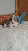 Poppy's boy # 1, a male Miniature Dachshund for sale in Linton, IN – 1 of 3