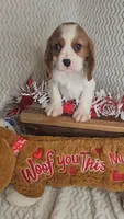 Boy #1/make offer, a male Cavalier King Charles Spaniel for sale in Linton, IN – Photo 3 of 3