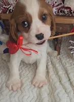 Boy #1/make offer, a male Cavalier King Charles Spaniel for sale in Linton, IN – Photo 1 of 3