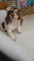 Sandy's girl # 2/Please call, a female Miniature Dachshund for sale in Jasonville, IN – 4 of 4