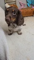 Sandy's girl # 3/Please call, a female Miniature Dachshund for sale in Jasonville, IN – 4 of 7