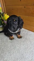 Callie's girl # 1, a female Miniature Dachshund for sale in Linton, IN – 3 of 7