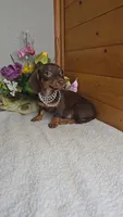 Callie's girl # 2, a female Miniature Dachshund for sale in Linton, IN – 6 of 7