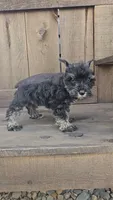 Scotty, a male Miniature Schnauzer for sale in Linton, IN – 6 of 6