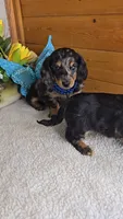 Mia's boy # 1, a male Miniature Dachshund for sale in Linton, IN – 5 of 5