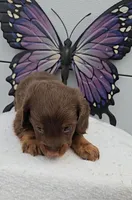 Choc & Tan Long Hair, a male Miniature Dachshund for sale in Linton, IN – Photo 5 of 7