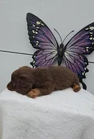 Choc & Tan Long Hair, a male Miniature Dachshund for sale in Linton, IN – Photo 3 of 7