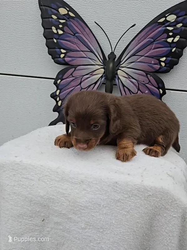 Choc & Tan Long Hair – Miniature Dachshund puppy for sale in Linton, IN