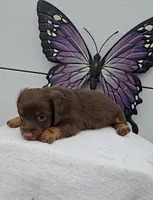 Choc & Tan Long Hair, a male Miniature Dachshund for sale in Linton, IN – Photo 7 of 7