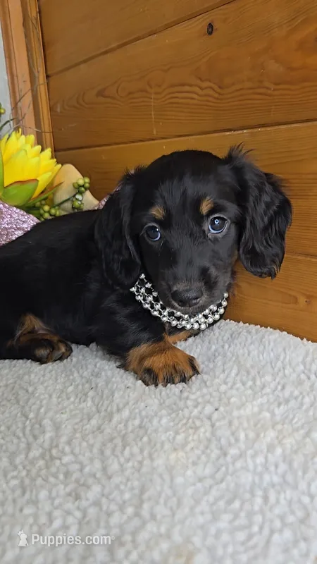 Callie's girl # 1 – Miniature Dachshund puppy for sale in Linton, IN