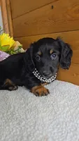 Callie's girl # 1, a female Miniature Dachshund for sale in Linton, IN – 1 of 7