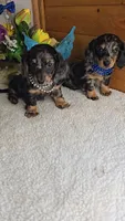 Mia's boy # 1, a male Miniature Dachshund for sale in Linton, IN – 2 of 5