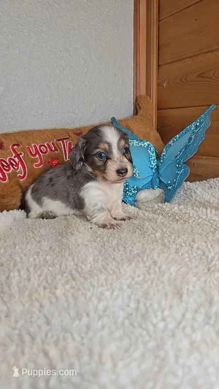 Poppy's boy # 2 – Miniature Dachshund puppy for sale in Linton, IN