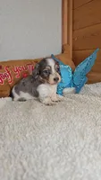 Poppy's boy # 2, a male Miniature Dachshund for sale in Linton, IN – 1 of 3