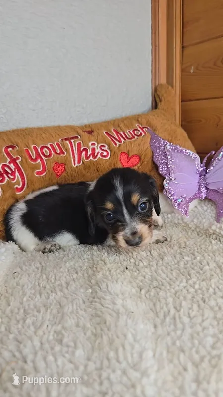 Poppy's girl # 4 – Miniature Dachshund puppy for sale in Linton, IN