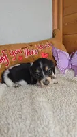 Poppy's girl # 4, a female Miniature Dachshund for sale in Linton, IN – 1 of 5