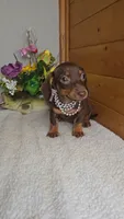 Callie's girl # 2, a female Miniature Dachshund for sale in Linton, IN – 5 of 7