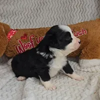 Onyx, a female Miniature Australian Shepherd for sale in Linton, IN – Photo 2 of 7