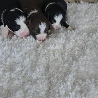 Onyx, a female Miniature Australian Shepherd for sale in Linton, IN – Photo 6 of 7