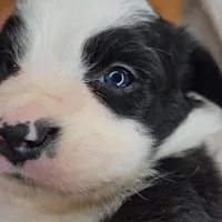 Onyx, a female Miniature Australian Shepherd for sale in Linton, IN – Photo 4 of 7