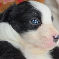 Onyx, a female Miniature Australian Shepherd for sale in Linton, IN – Photo 3 of 7