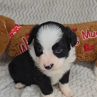 Onyx, a female Miniature Australian Shepherd for sale in Linton, IN – Photo 1 of 7