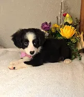 Onyx, includes shipping/delivery, a female Miniature Australian Shepherd for sale in Linton, IN – Photo 2 of 5