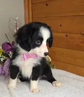 Onyx, includes shipping/delivery, a female Miniature Australian Shepherd for sale in Linton, IN – Photo 1 of 5