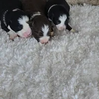 Onyx, a female Miniature Australian Shepherd for sale in Linton, IN – Photo 7 of 7