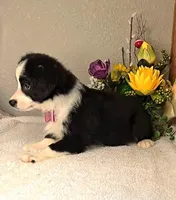 Onyx, includes shipping/delivery, a female Miniature Australian Shepherd for sale in Linton, IN – Photo 3 of 5