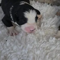 Onyx, a female Miniature Australian Shepherd for sale in Linton, IN – Photo 5 of 7