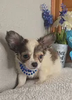 Petie, a male Chihuahua for sale in Linton, IN – 2 of 4