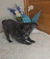Paxton, a male Chihuahua for sale in Linton, IN – 4 of 4