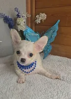 Peanut, a male Chihuahua for sale in Linton, IN – 1 of 3