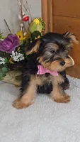 Andrea, a female Yorkshire Terrier for sale in Linton, IN – Photo 4 of 5