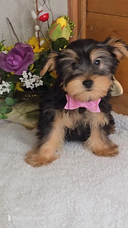 Andrea – Yorkshire Terrier puppy for sale in Linton, IN