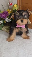 Andrea, a female Yorkshire Terrier for sale in Linton, IN – Photo 1 of 5
