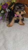 Andrea, a female Yorkshire Terrier for sale in Linton, IN – Photo 3 of 5