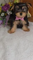 Andrea, a female Yorkshire Terrier for sale in Linton, IN – Photo 2 of 5