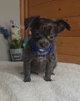 Paxton, a male Chihuahua for sale in Linton, IN – 1 of 4
